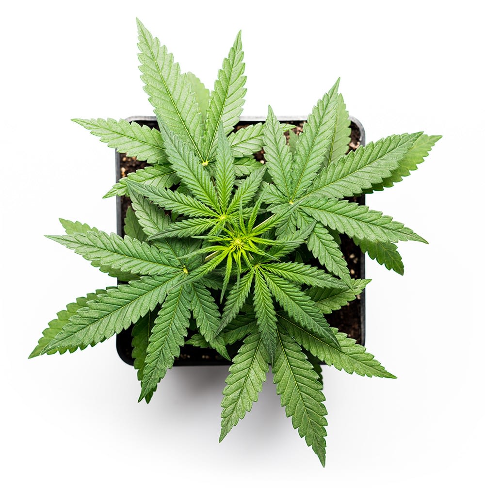 cannabis_start