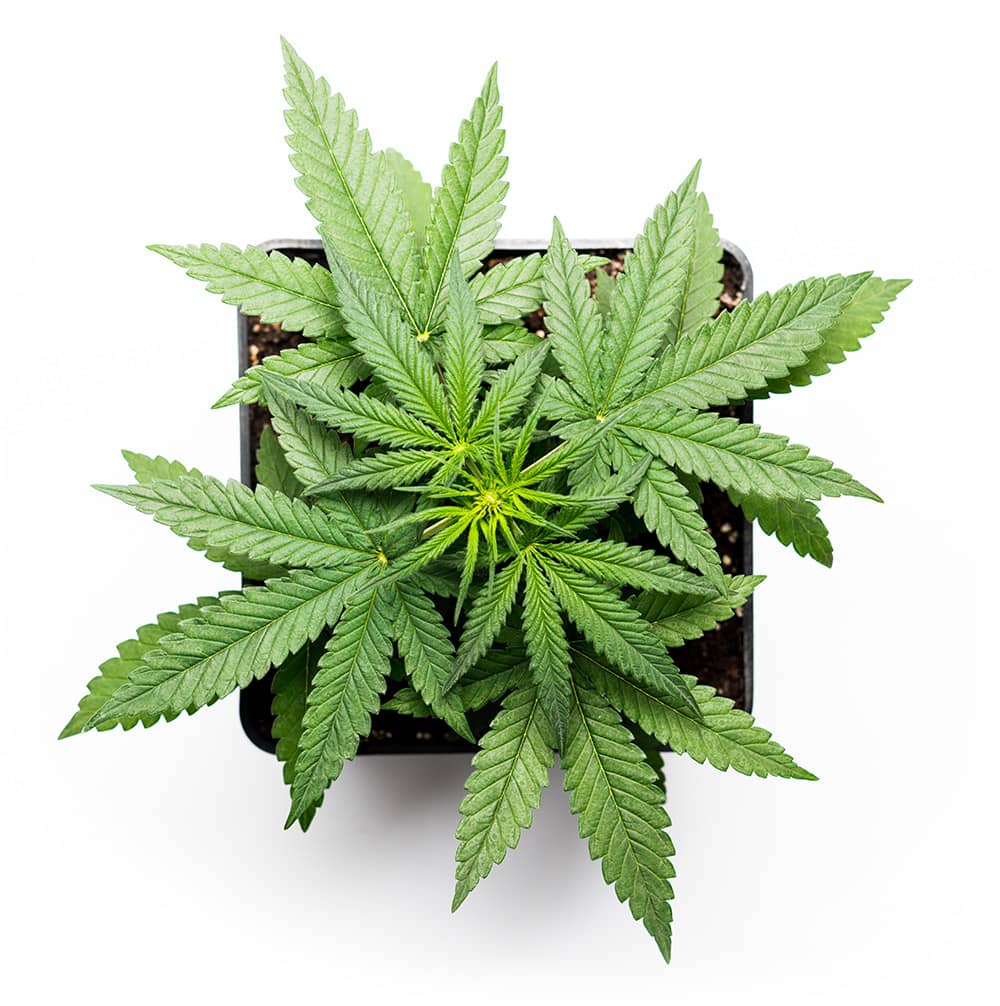 cannabis_start